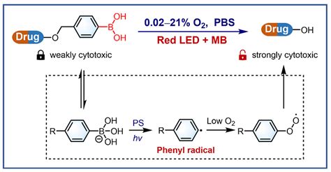 光诱导的芳基自由基机理实现抗肿瘤硼酸前药的高效激活 X Mol资讯
