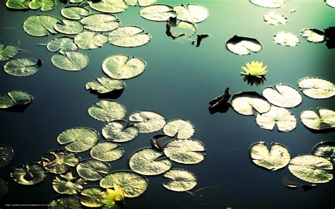 🔥 50 Water Lily Desktop Wallpapers Wallpapersafari