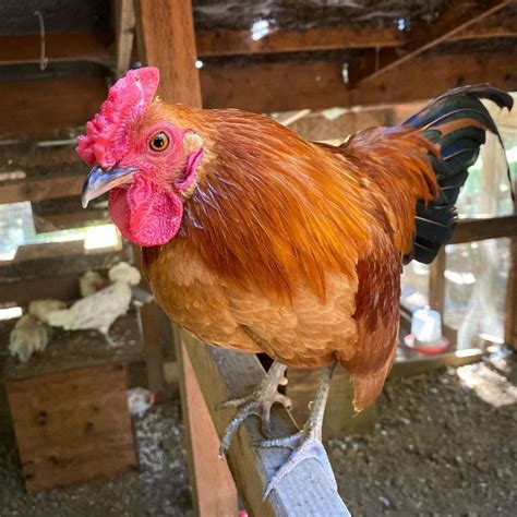 Nankin Chicken Breed Info - Chicken & Chicks Info