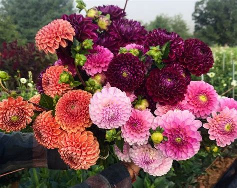 Tried & True Favorite Dahlia Varieties — Flourish Flower Farm | Flower ...