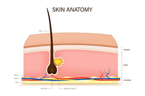 Vektor Anatomi Kulit Manusia Struktur Lapisan Kulit Epidermis Dermis ...