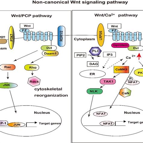 Wnt β Catenin Signaling Pathway The Left Side Shows Signaling In The