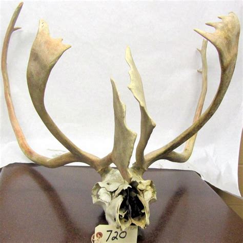 CARIBOU ANTLERS - Landsborough Auctions