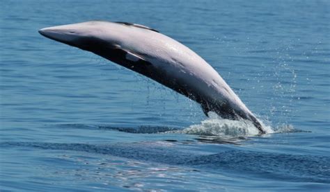 Galapagos Minke Whale Top Facts Habitat And Information