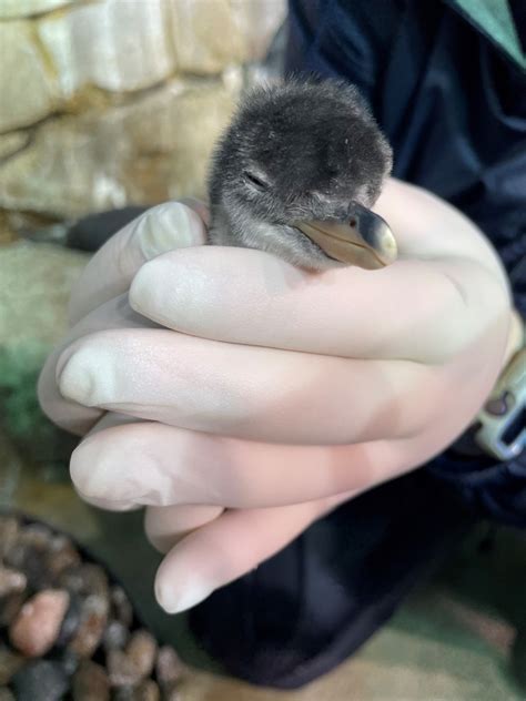 Baby gentoo penguin born at Kanas City Zoo & Aquarium