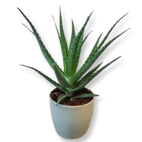 Acquista Aloe Arborescens Cm Su Plantazon It