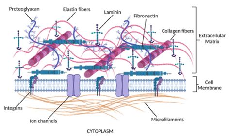 Components Of The ECM Include Glycoproteins Collagens Proteoglycans