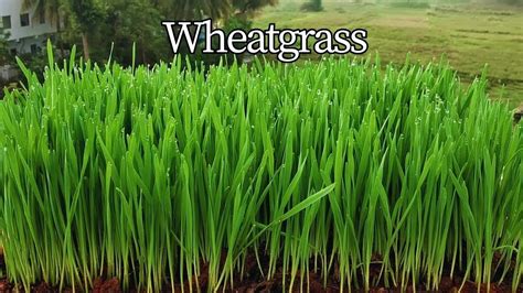 How To Grow Wheatgrass At Home In 7 Dayshealthy Wheatgrass Juice In