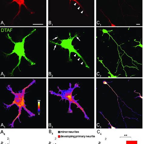 A Smn Subcellular Localization During Neuronal Differentiation