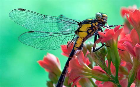 868733 4k Closeup Dragonflies Insects Mocah Hd Wallpapers