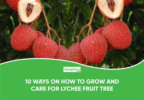 Lychee Trees Complete Growing Guide Everglades Farm