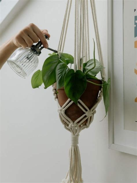 A Beginner's Guide on How to Grow Indoor Plants