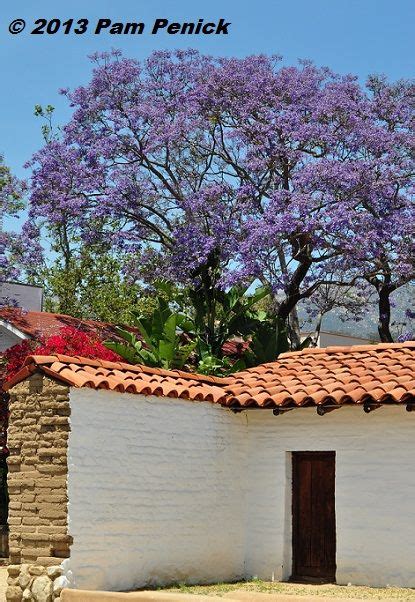 Stunning Jacaranda Tree In Bloom Santa Barbara Street Painting