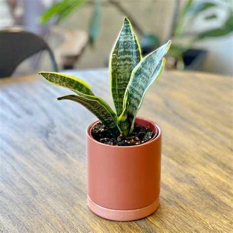 Sansevieria Dwarf Snake Plant In A Ceramic Pot Easy To Grow Bulbs