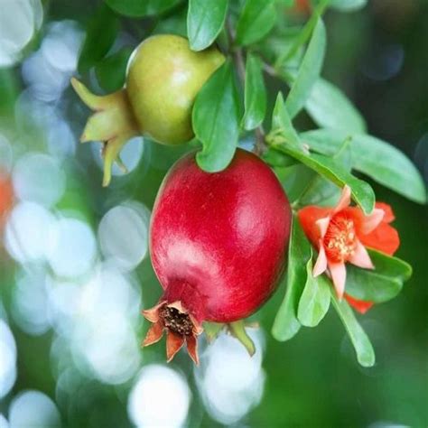 Sinduri Bhagwa Full Sun Exposure Pomegranate Fruit Plant For Fruits At