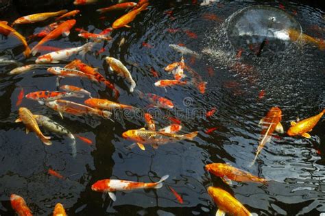 Goldfish in the pond stock image. Image of blue, pond - 271726711