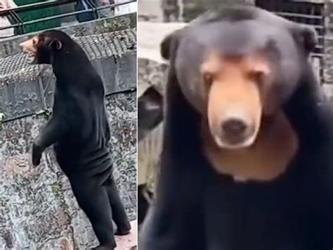 Hangzhou Zoo: Chinese zoo denies its sun bears are people in costume