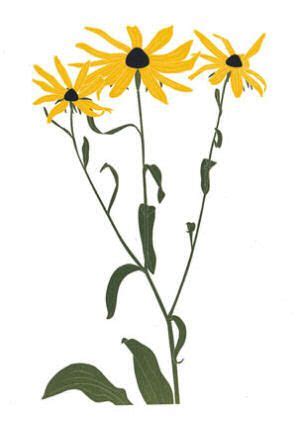 Maryland State Flower Black Eyed Susan Rudbeckia Hirta From