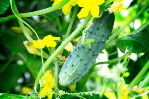 La Berenjena Es Fruta O Verdura Definici N Y Clasificaci N