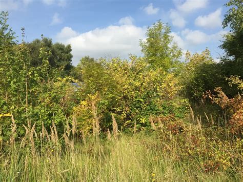 The Ultimate Guide On How To Identify Japanese Knotweed In The Autumn