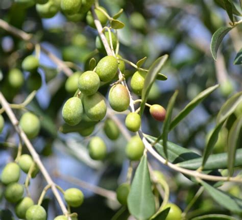 Extra Virgin Olive Oil Antonella Piredda Local Tour Guide Tuscany