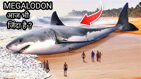 Megalodon आज भी जिंदा है Megalodon Sharks Still Lives Largest Shark In The World