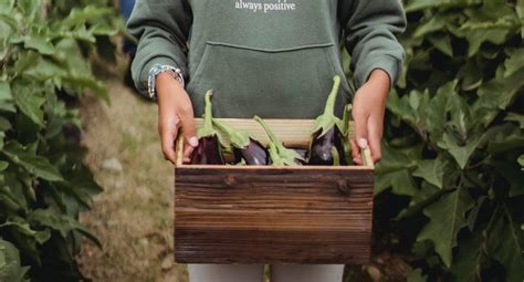 Brinjal (Eggplant) Farming- A brief guide for best Cultivation ...