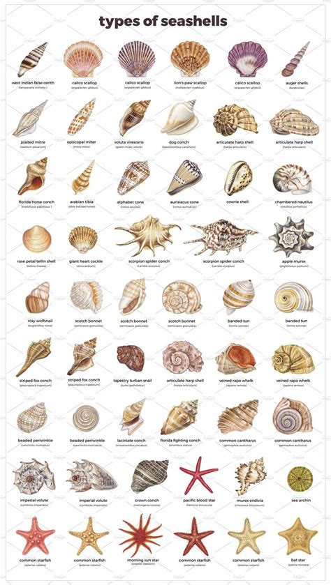 Seashell Art Seashell Crafts Seashell Projects Beach Themes Beach