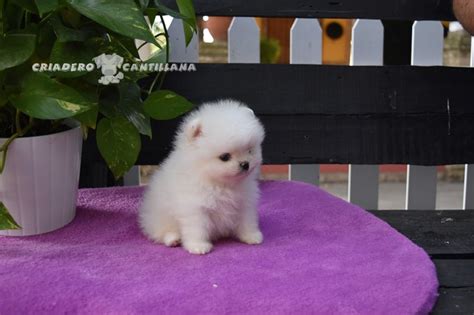 Comprar pomerania Blanco. Criadero Pomerania Blanco Cachorros de pomerania blanco