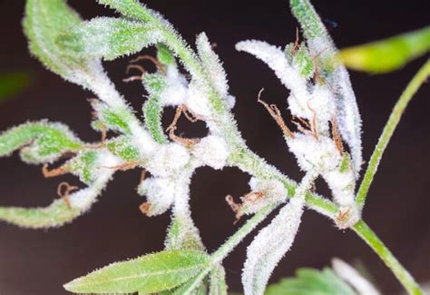 How To Identify Prevent And Treat Powdery Mildew On Plants