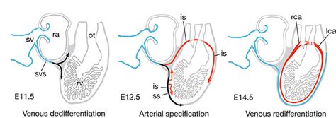 Cardiovascular System Coronary Circulation Development Embryology