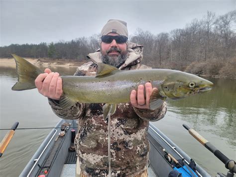 Post Spawning Atlantic Salmon On The Feed Streamside Au Sable River