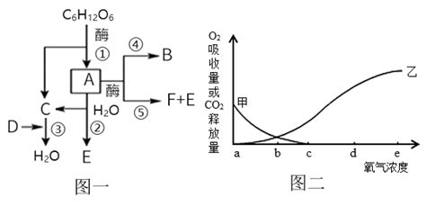 图一是真核细胞内呼吸作用过程的图解图二表示酵母菌在不同氧气浓度下的氧气吸收量和无氧呼吸过程中二氧化碳的释放量请据图回答下列有关问题1