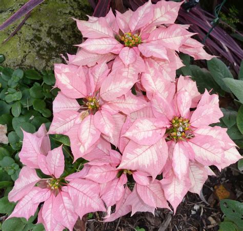 Variegated Poinsettia Perfect For The Holidays San Diego Botanic