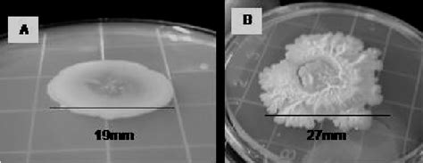 - Bacillus atrophaeus growth (TSA, 36oC, 5 days) from spores produced ...