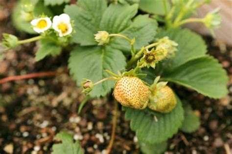 How to Space Everbearing Strawberries + Arrangement Tips – Strawberry Plants