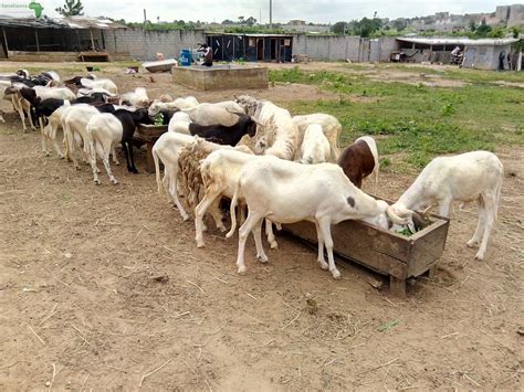 Achat Vente Animaux Mouton Abidjan Banabaana