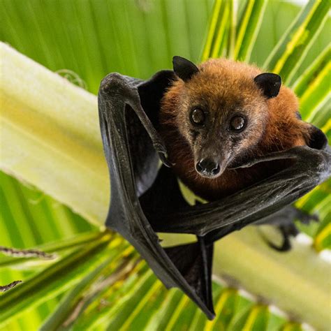 Giant Fruit Bat