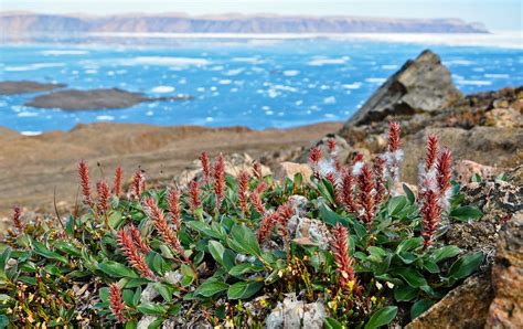 Taller Plants Moving Into Warmer Arctic Bbc News