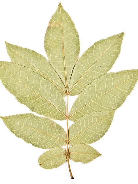 hickory tree leaves identification - True Column Photos