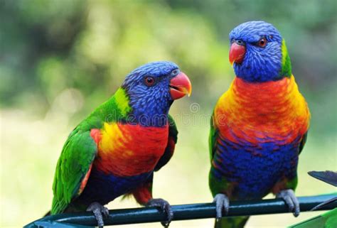 Colores Vivos Brillantes De Los Pájaros De Lorikeets Del Arco Iris