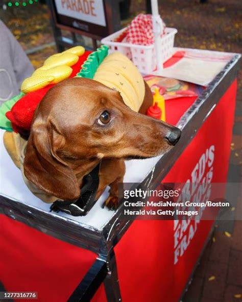 74 Dachshund Hot Dog Stock Photos, High-Res Pictures, and Images ...