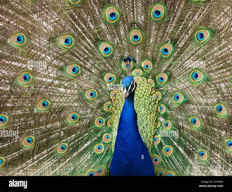 Male Peacock Displaying Tail Feathers Stock Photo Alamy