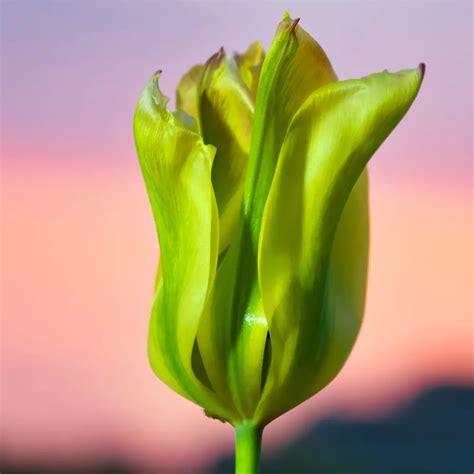 Green Tulip Flowers Symbolic Meaning