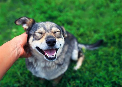 Lenguaje canino Cómo se comunican los perros