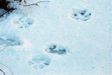 "Natural World" Through My Camera: Otter, Fox, Coyote & Other Wildlife ...