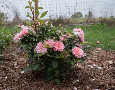 Rose (Rosa 'Easy Elegance Calypso') in the Roses Database - Garden.org