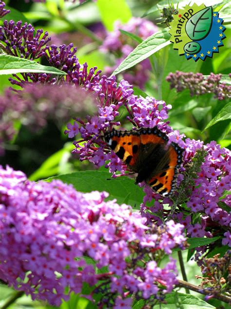 Buddleja Davidii Moonshine Buddma Peter Van Rijssen Flickr