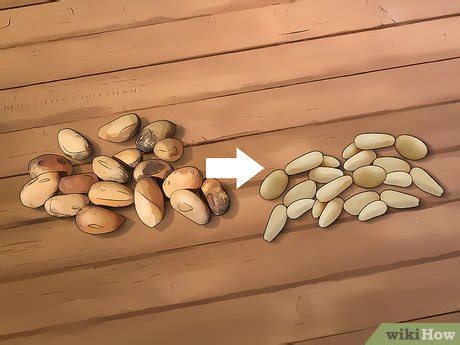 How to Harvest Pine Nuts: 13 Steps (with Pictures) - wikiHow