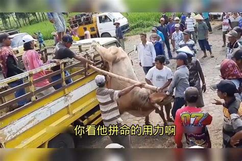 这头牛的后腿居然卡在车栏上了，众人是如何解救它的，看着都来气来气众人后腿